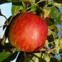 Appelboom 'Benoni' vrucht